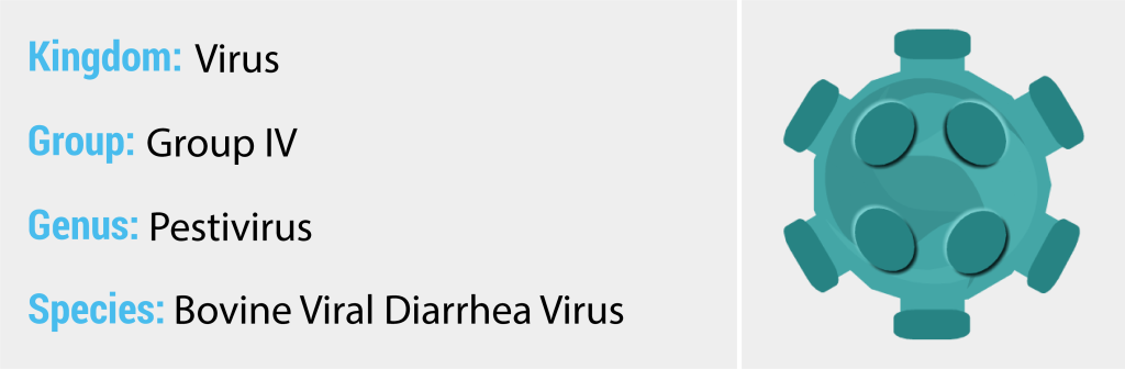 Bovine viral diarrhea