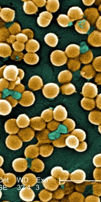 CDC-10046-MRSA CDC-10046-MRSA