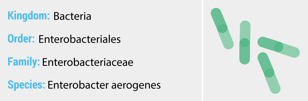 enterobacter aerogenes morphology