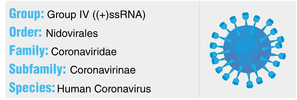 coronavirus sars human