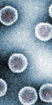 Infectious Bovine Rhinotracheitis Virus