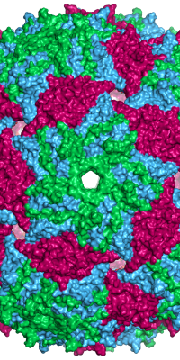 Ms2capsid_surface