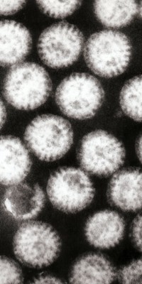 Multiple_rotavirus_particles